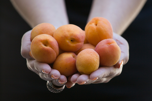 Hands holding many small apricots