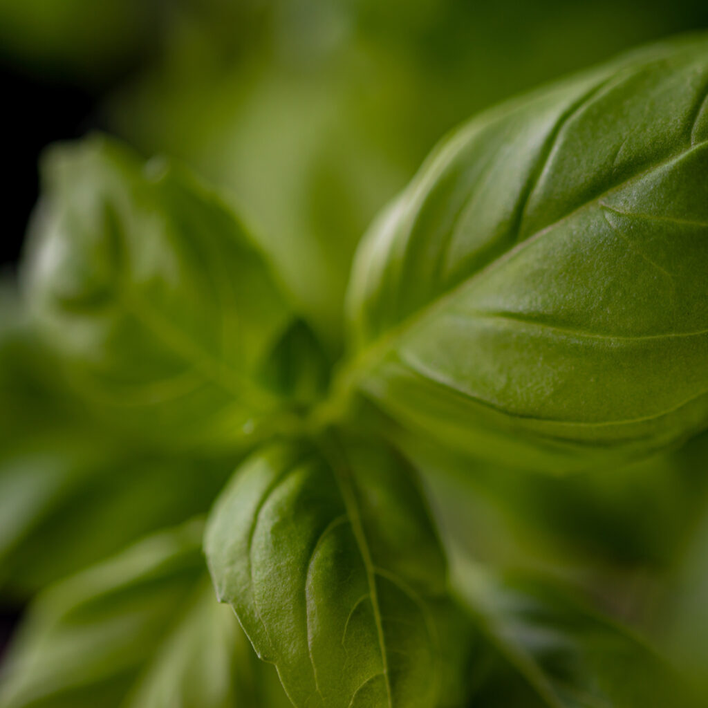 fresh basil leaves