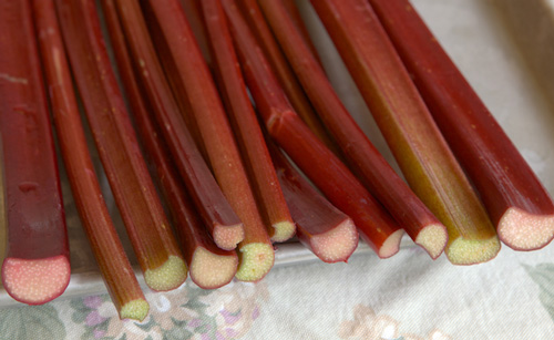 Rhubarb stalks